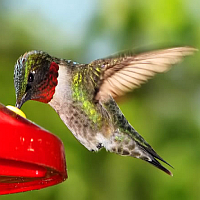 Hummingbird Feeders & Accessories